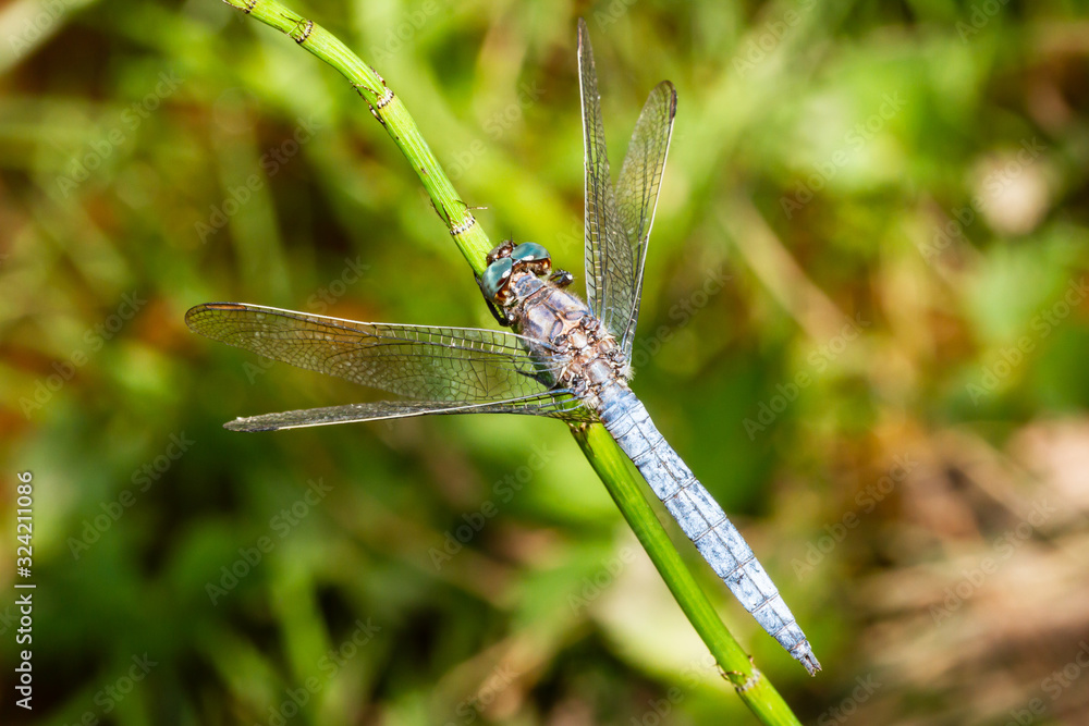dragonfly of the blue libellulidae family dragonfly of the blue libellulidae family