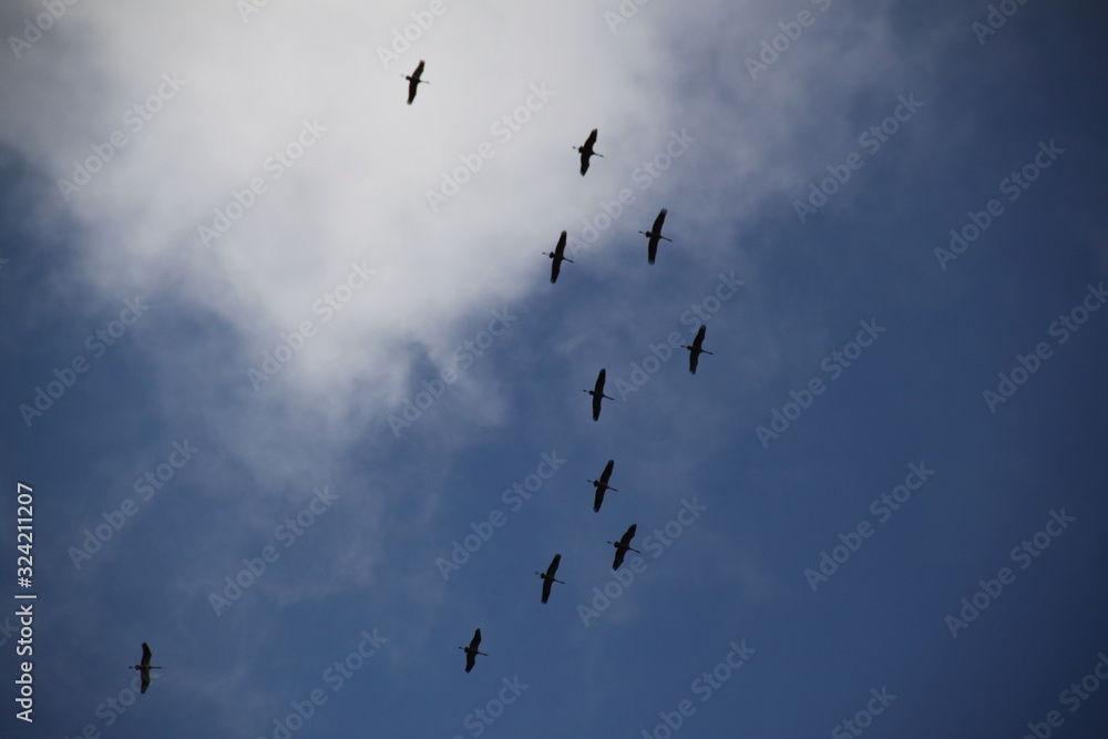 Many european cranes flock birds flying