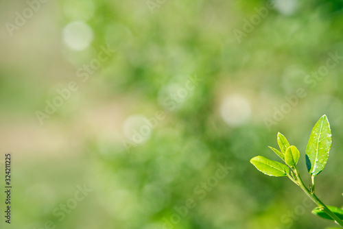 Close up of a sprout with water drops on the top of a green plant; selective focus and shallow depth of field