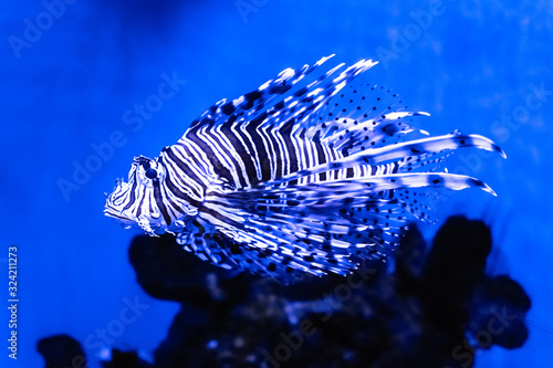 Lionfish \ zebrafish unferwater close-up