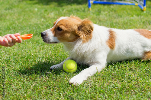 Cute dog playing in the grass