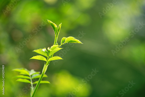 Close up of a green sprouting plant in spring  depth of field