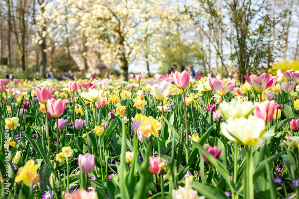 Flower bed of various spring flowers. Blooming flowers in Keukenhof park in Netherlands, Europe. Sunny day Flower bed of various spring flowers. Blooming flowers in Keukenhof park in Netherlands, Europe. Sunny day