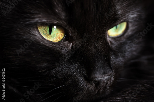 Cute face of a black cat with green eyes close-up. The cat is looking up. The concept of keeping and caring for pets  love for animals.