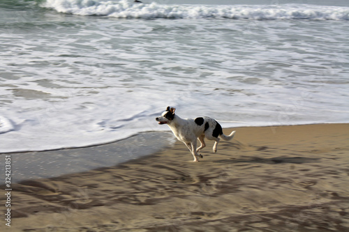 Hund -border collie - läuft am Wasser entlang über den Strand