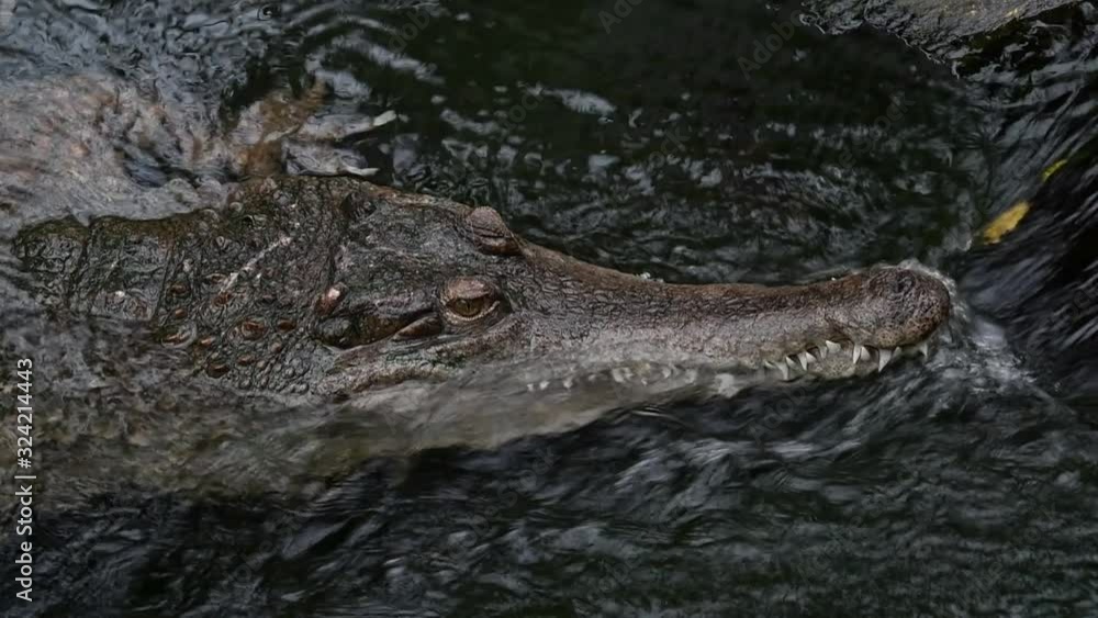 West African slender-snouted crocodile (Mecistops cataphractus) resting in water with snout near cascade West African slender-snouted crocodile (Mecistops cataphractus) resting in water with snout near cascade