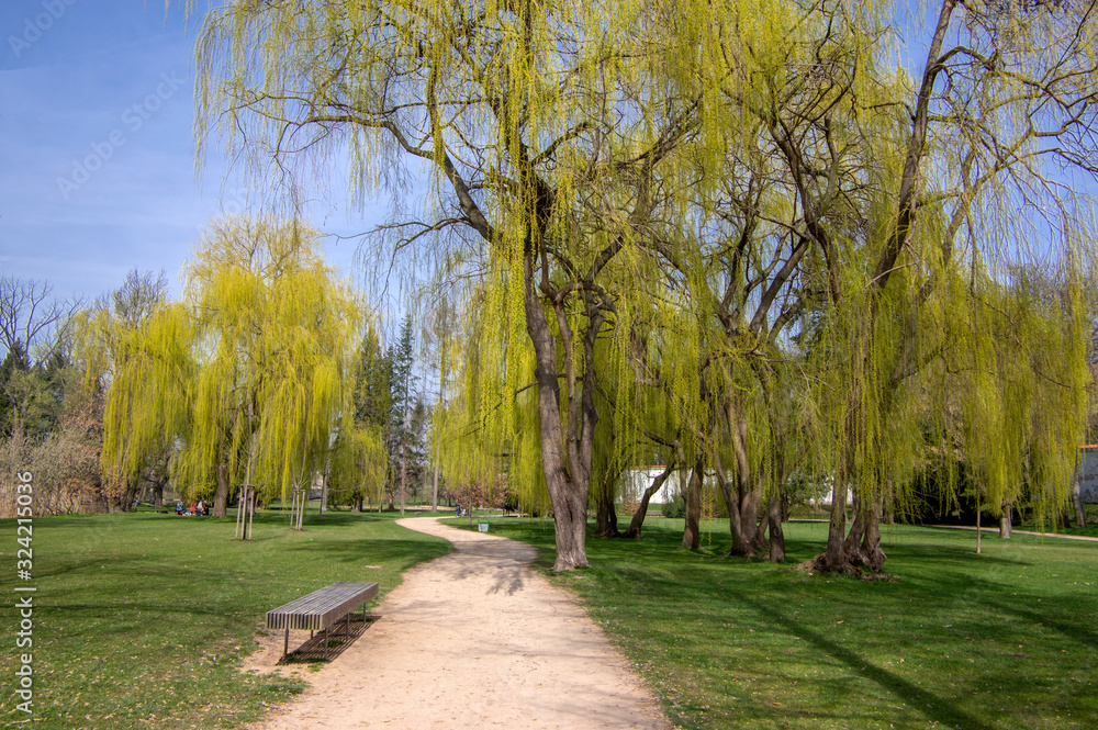 Public park in early spring, nature beginning turn to green, romantic pathway scene with branches, willow alley