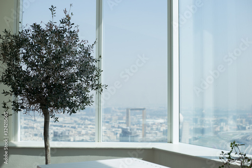 A tree on the balcony opposite the windows overlooking the city