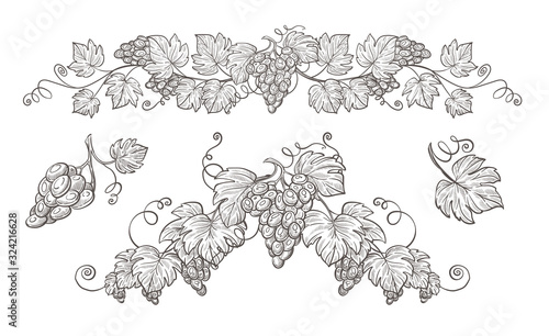 Grape bunches on branch isolated sketches, berries cluster