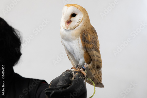 wild birds tame eagle owl