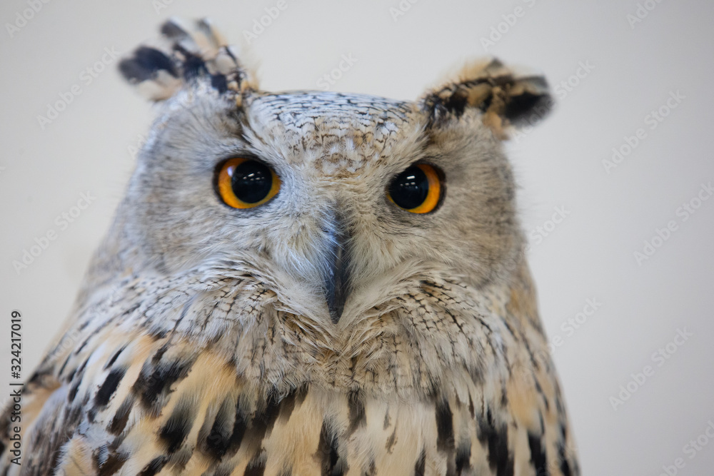 wild birds tame eagle owl wild birds tame eagle owl