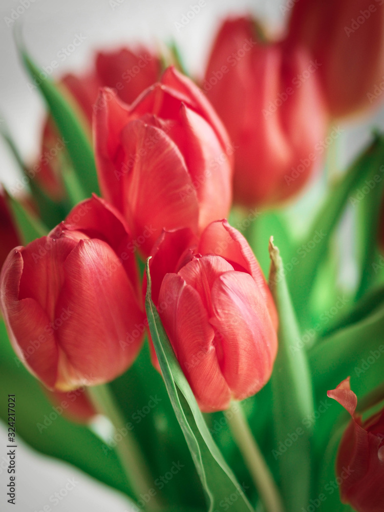 Fototapeta premium Tulipany