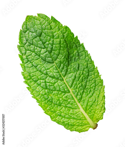 Green mint isolated on white background