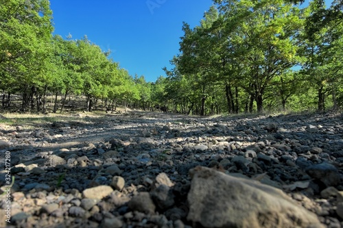 Low Angle View Gravel Road Along A Oak Woods