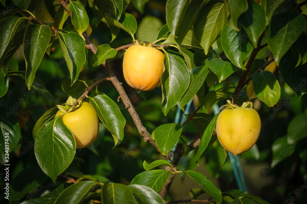 Obraz premium Yellow persimmon fruit on a tree