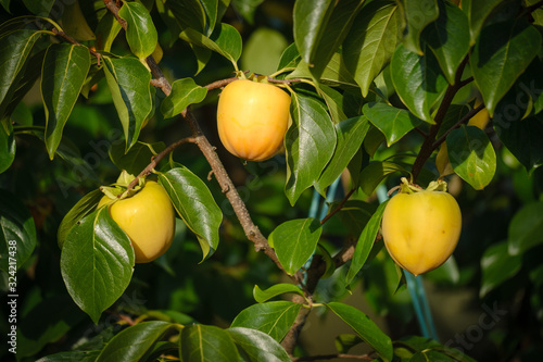 Yellow persimmon fruit on a tree