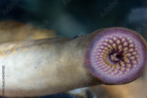 lamprey mouth