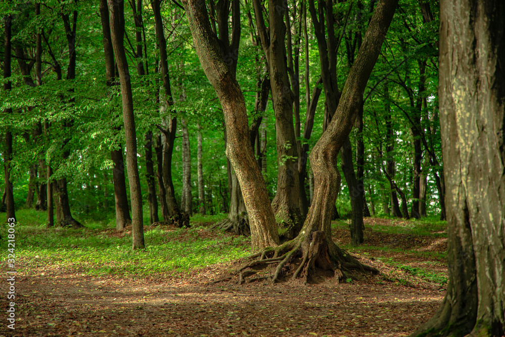 Naklejka premium picturesque forest landscape fairy tale nature vivid color scenic environment outside space spring season weather time green foliage