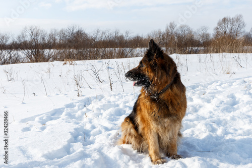 German shepherd dog sitting in the snow and looking to the side