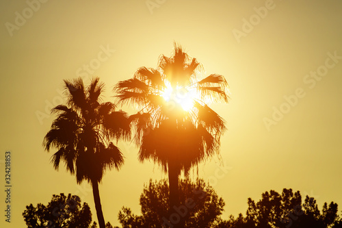 Palm trees silhouettes on tropical sunset time