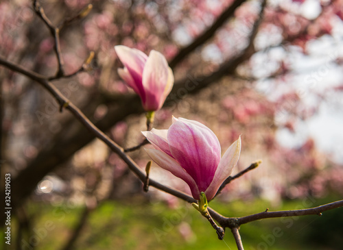  Blossoming magnolia flowers in spring time