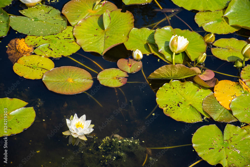 White water lily on the water's surface White water lily on the water's surface