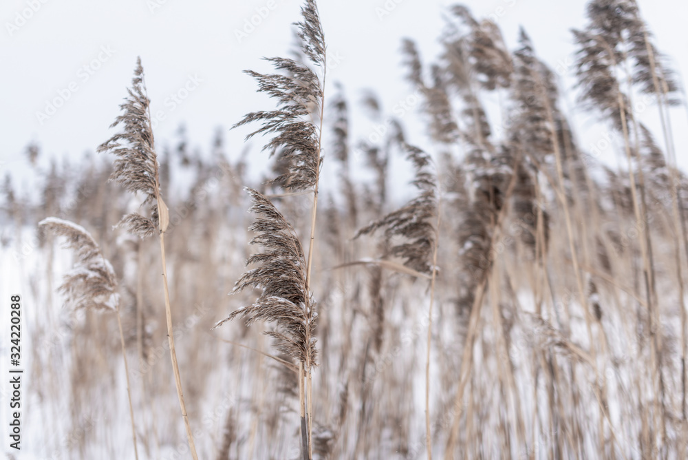 Dry stems and lush inflorescences of reed grass stand in the wind under the white snow in winter on the pond. Dry stems and lush inflorescences of reed grass stand in the wind under the white snow in winter on the pond.