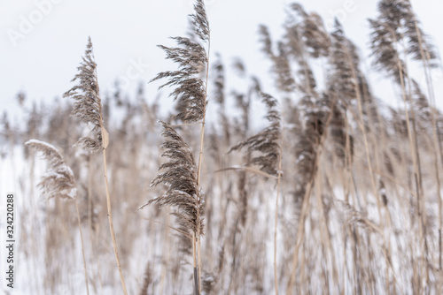 Dry stems and lush inflorescences of reed grass stand in the wind under the white snow in winter on the pond.