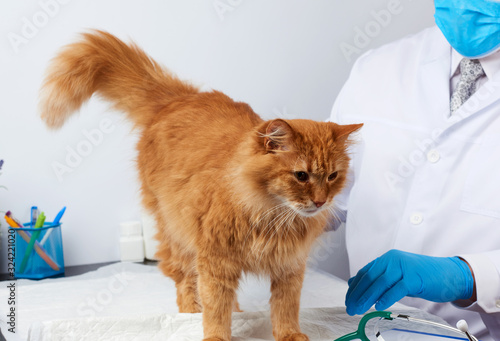 veterinarian man in a white medical coat and blue sterile gloves sits at a table and examines an adult fluffy red cat