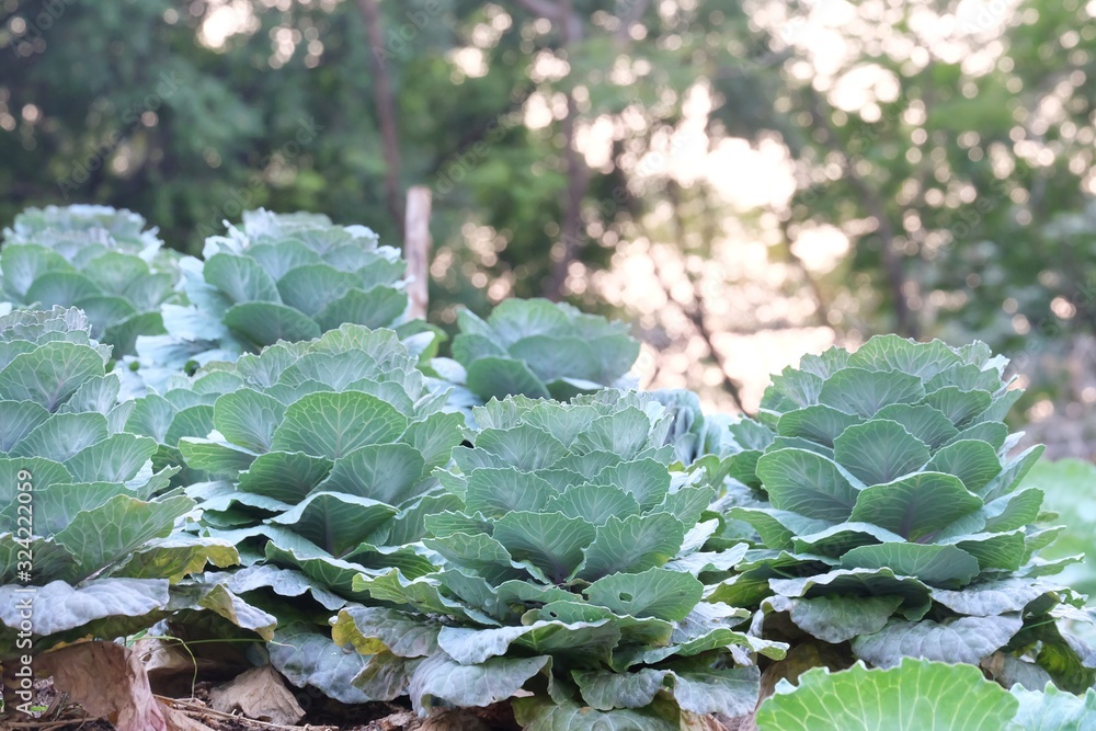 A row of beautiful green cabbages growing in a bed with vegetable garden decoration area and nature background A row of beautiful green cabbages growing in a bed with vegetable garden decoration area and nature background