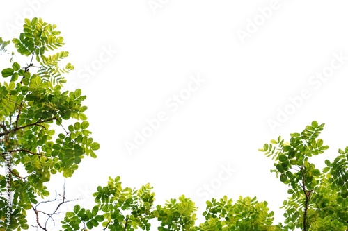 Tropical tall tree with leaves branches on white isolated background for green foliage backdrop and copy space 