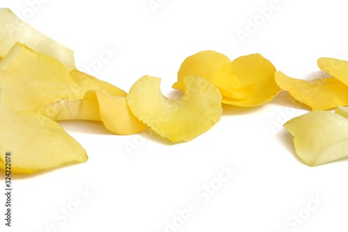 Blurred a group of sweet yellow rose flower corollas on white isolated background 