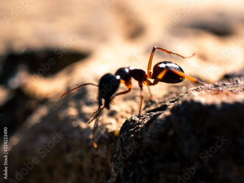ants on a macro © Thanh
