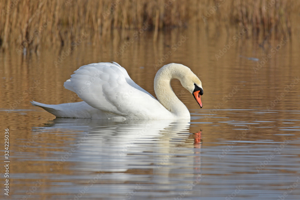 Obraz premium Schwan