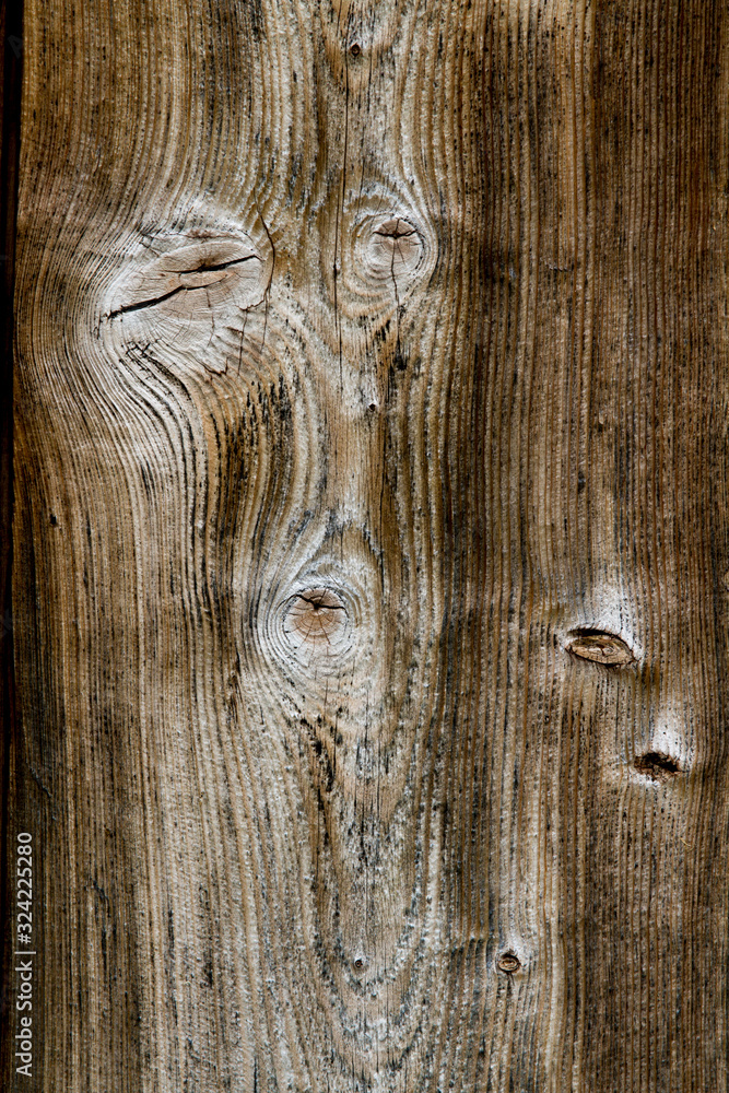 Fototapeta premium Ziarno drewna