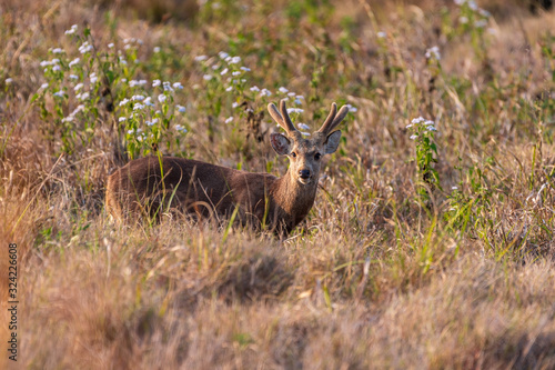 Fototapeta Naklejka Na Ścianę i Meble -  deer in Phu Khieo Wildlife Sanctuary