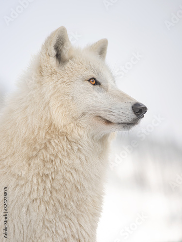 Portrait of a polar wolf on a background of snowy forest.