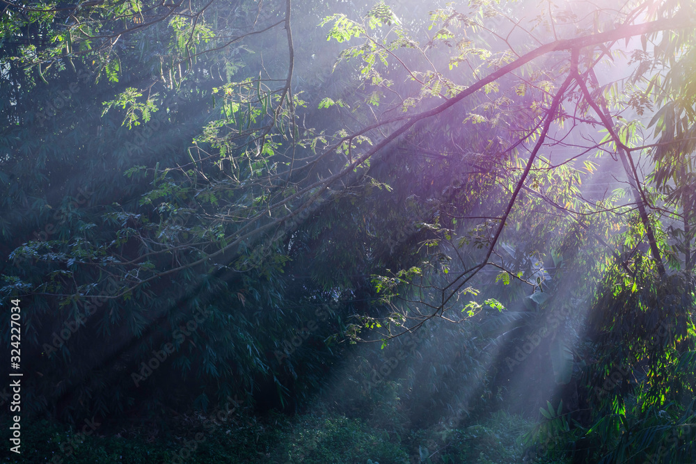 Beautiful light of morning sun in Thailand, Sun light shine through the tree in morning, Beautiful flare light of beginning new day with warm sunbeam light, Atmosphere of morning in rural