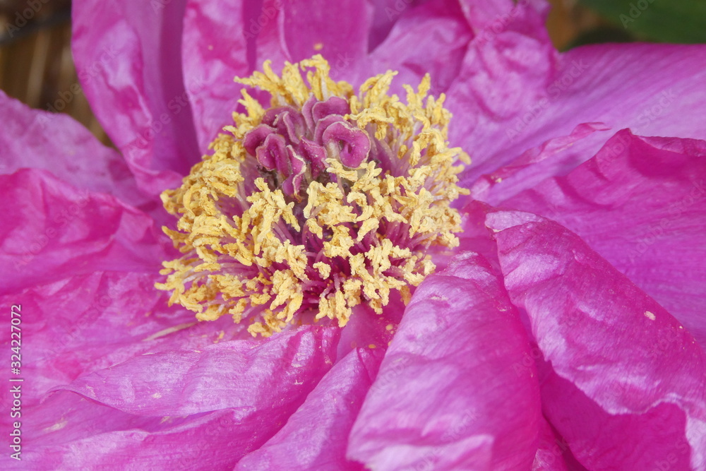 Obraz premium Winter Peony Japan