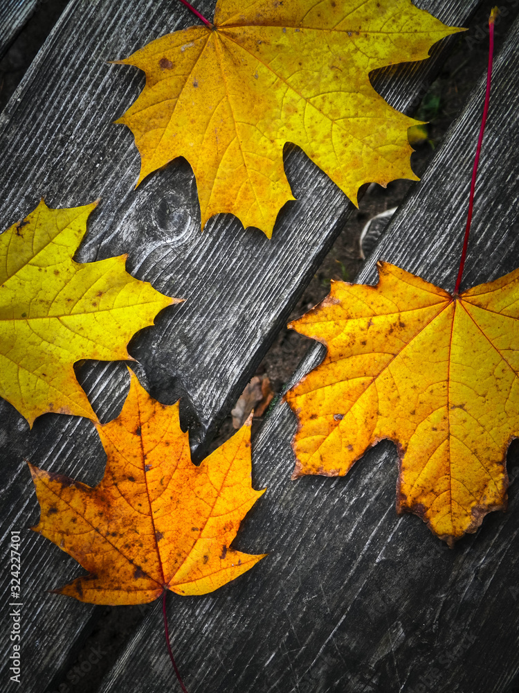 Autumn leaves on wood as nature background. Autumn leaves on wood as nature background.