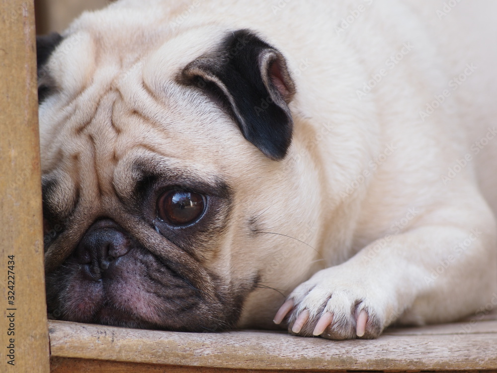 cute lovely white fat pug dog head shot close up laying flat on a wooden chair hiding his face open one big eye looking straight at the camera