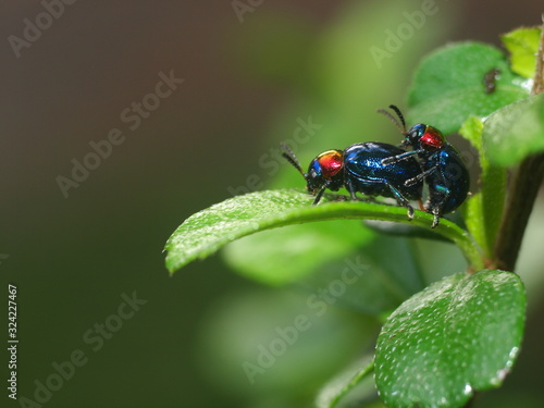 two blue bugs with red dot head couple in love selective focus on green leaves in summer time under natural sunlight