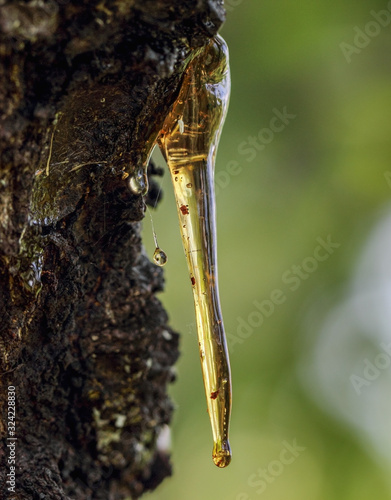Resin from apricot hangs like javelin, macro nature detail..