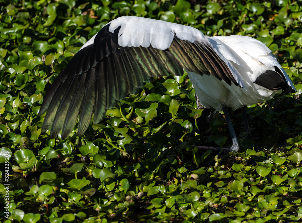 Naklejka premium Wood Stork using wings to shield sun while feeding