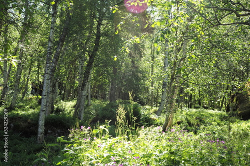 Fototapeta Naklejka Na Ścianę i Meble -  Sommerwald in Norwegen skandinavien, sonnenstrahlen fallen durch einen Birkanwald