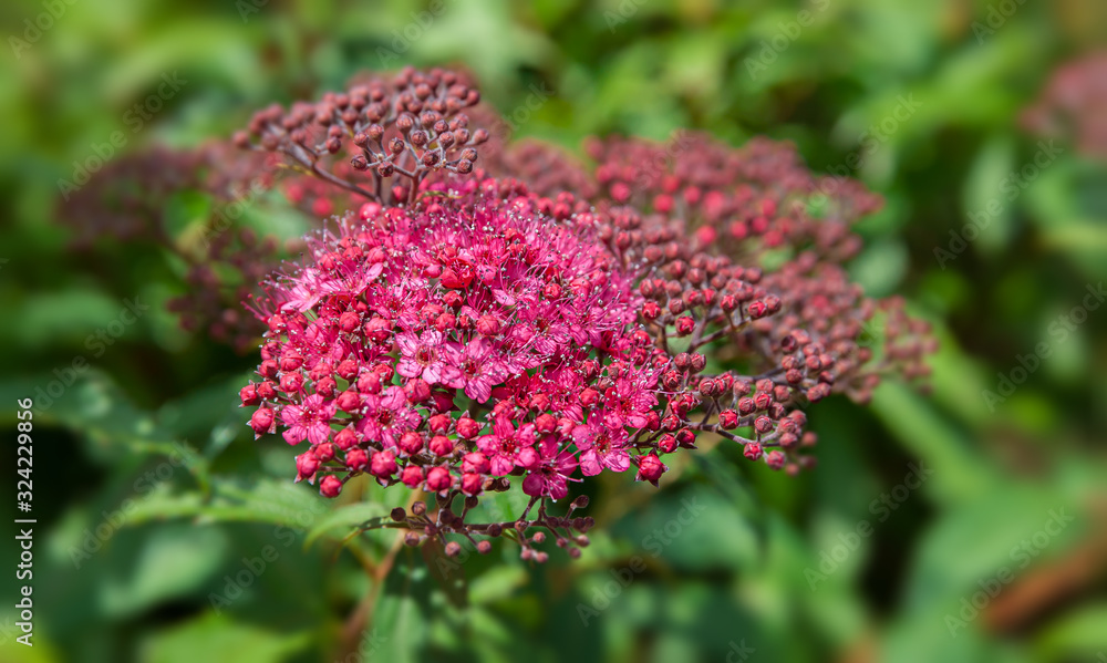 Blooming Japanese spiraea in the summer garden