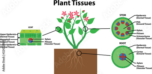Diagram of plant tissue types photo