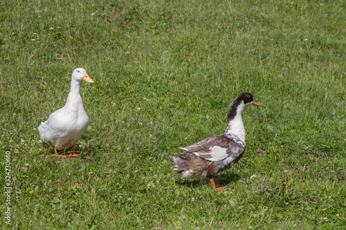 Domestic ducks