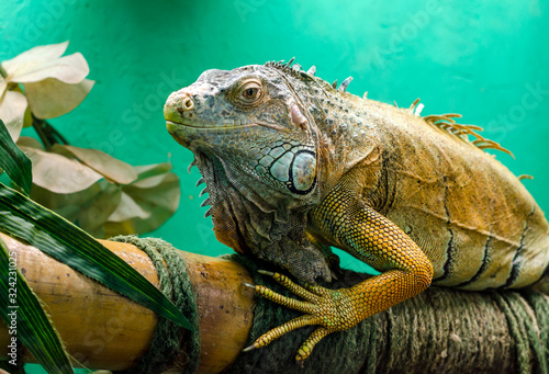 Fototapeta Naklejka Na Ścianę i Meble -  big green iguana close up