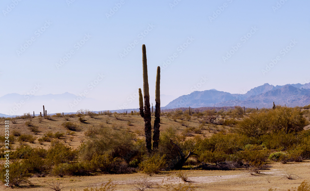 Tucson Arizona desert in Saguaro Cactuses in the semi-desert landscape of Usery Mountain Regional Park